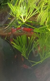 Neocardina davidi Red Rili