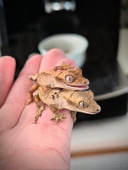 Pagekón riasnatý- Correlophus ciliatus