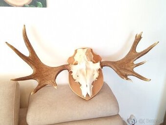 Parohy parožie trofej