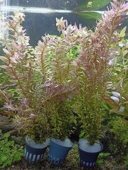 Rastliny do akvaria