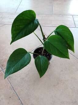 Divoký Janko 1ks/4,50€+pošta