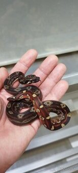 Boa Constrictor IMG INCA