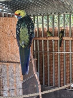 Rozela