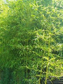 Bambus celoročný phylostachis - 1