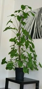 Izbová rastlina Syngonium