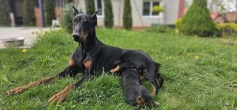 Doberman
