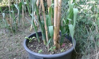 trstina Aruna-Arundo-donax-Trsteník,trstina obrovská