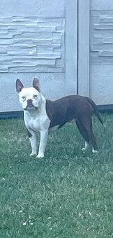 american bully pocket - 1