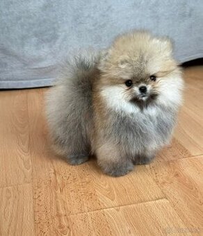 Pomeranian mini