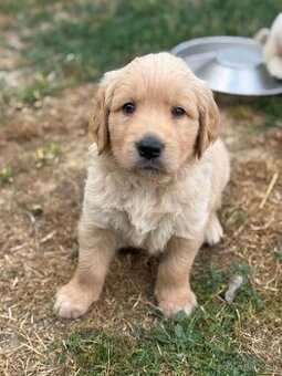 Zlaty retriever