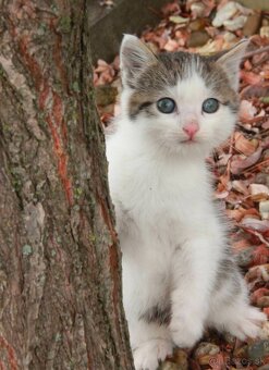 Darujeme mačiatka do dobrých rúk