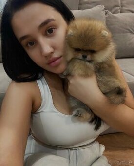 Rozkošný Pomeranian