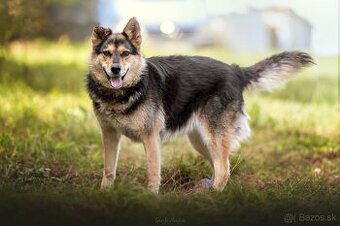 Darujem pokojnú sučku Lindu - mix husky / ovčiak - 1