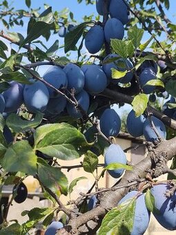 Predám alebo vymením za obilie