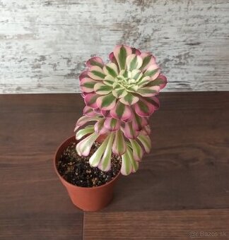 Sukulenty - Aeonium, Pachypodium, Senecio....