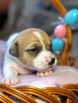 Jack Russell z pp
