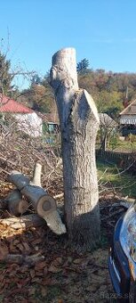 predam - orech kmen stojaci (nespileny)