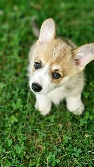 Welsh Corgi Pembroke