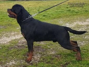Šteniatka rottweilera
