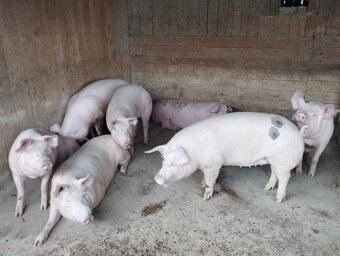 🐖 Predám jatočné prasatá – zdravé a dobre živené