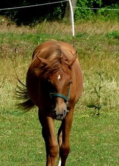 Quarter Horse 1,5 ročná kobylka
