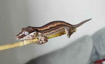 Pagekón