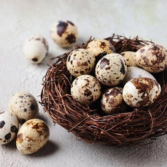 Predávam Prepeličie vajíčka