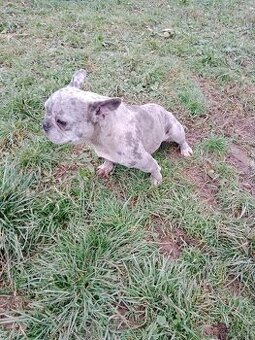 Francuzsky buldoček