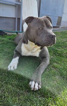 Americký stafordšírsky teriér