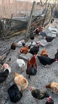 násadové vajcia mix