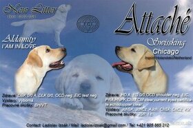 Labrador Retriever -šteniatka - 1
