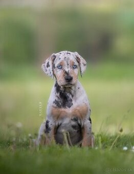 Louisianský leopardí pes Catahoula s PP