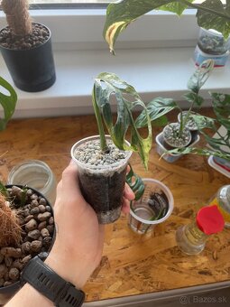 Monstera adansonii indonesian marble