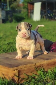 American Bully XL
