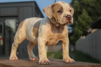 American Bully XL