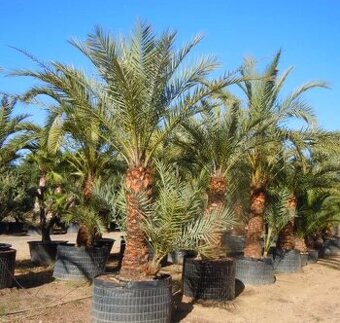 Palma PHOENIX dactylifera semená 10ks
