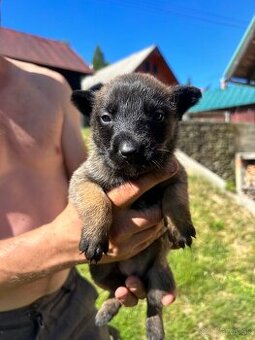 Belgicky ovčiak malinois