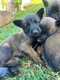 Belgicky ovčiak malinois
