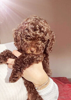 pudel toy