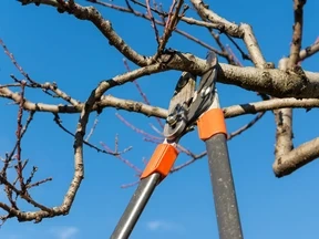 Orezávanie, rez, strihanie ovocných stromov na jeseň 🌳