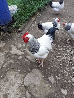 predaj