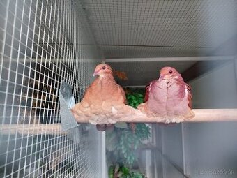 Holub horský -Geotrigon montana