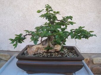 bonsai,bonsaj-hrab 1