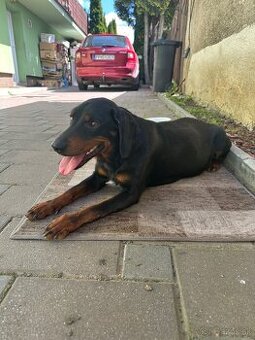 Slovenský kopov do dobrých rúk