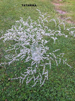 Sušené kvety - Statice Tatarika.