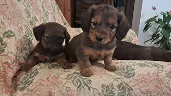 Jazvečík dlhosrsty