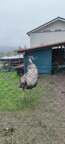 Emu hnedý - 1