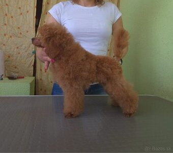 Toy Pudla