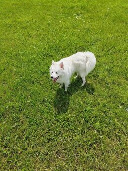 Predávam pomeranian   je hravý