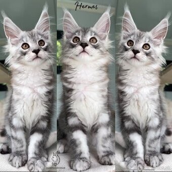 Mainská Mývalia Maine Coon